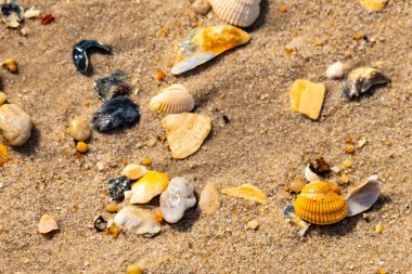 Koyu mavi bir kabuk parçası çeşitli deniz kabukları ve çakıl taşlarının arasında oturur ve dokulu bir plaj sahnesi yaratır..