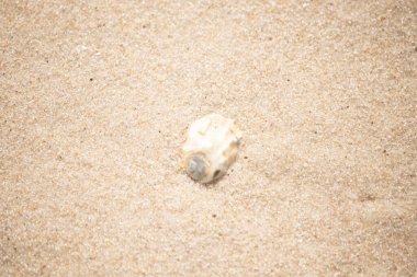 Karanlık bir açıklığı olan küçük, yıpranmış bir deniz kabuğu kaba, altın bir kumsalda yatıyor. Sahilden gelen küçük bir hazinenin yakın çekimi..