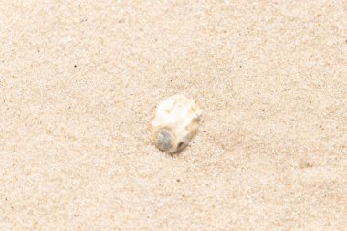 Karanlık bir açıklığı olan küçük, yıpranmış bir deniz kabuğu kaba, altın bir kumsalda yatıyor. Sahilden gelen küçük bir hazinenin yakın çekimi..