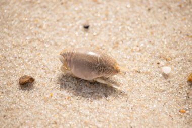 Kum yengeci, muhtemelen Emerita analogası, Hipoidea veya Hippa, kaba ve parlak kum üzerinde sürünür. Yakınlarda küçük, beyaz bir kabuk parçası var..