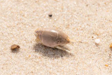 Kum yengeci, muhtemelen Emerita analogası, Hipoidea veya Hippa, kaba ve parlak kum üzerinde sürünür. Yakınlarda küçük, beyaz bir kabuk parçası var..