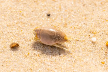 Kum yengeci, muhtemelen Emerita analogası, Hipoidea veya Hippa, kaba ve parlak kum üzerinde sürünür. Yakınlarda küçük, beyaz bir kabuk parçası var..