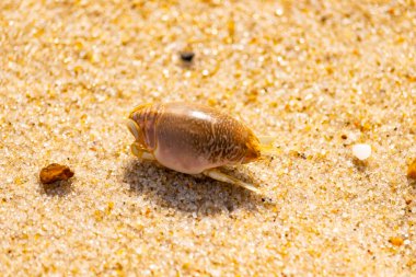 Kum yengeci, muhtemelen Emerita analogası, Hipoidea veya Hippa, kaba ve parlak kum üzerinde sürünür. Yakınlarda küçük, beyaz bir kabuk parçası var..