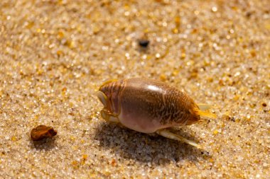 Kum yengeci, muhtemelen Emerita analogası, Hipoidea veya Hippa, kaba ve parlak kum üzerinde sürünür. Yakınlarda küçük, beyaz bir kabuk parçası var..