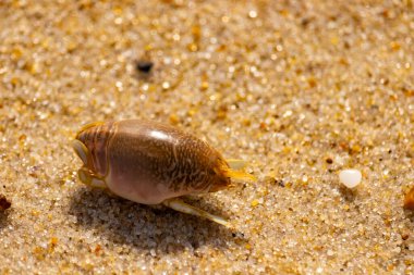 Kum yengeci, muhtemelen Emerita analogası, Hipoidea veya Hippa, kaba ve parlak kum üzerinde sürünür. Yakınlarda küçük, beyaz bir kabuk parçası var..
