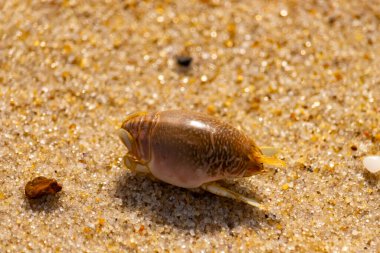 Kum yengeci, muhtemelen Emerita analogası, Hipoidea veya Hippa, kaba ve parlak kum üzerinde sürünür. Yakınlarda küçük, beyaz bir kabuk parçası var..