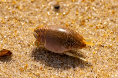 Kum yengeci, muhtemelen Emerita analogası, Hipoidea veya Hippa, kaba ve parlak kum üzerinde sürünür. Yakınlarda küçük, beyaz bir kabuk parçası var..