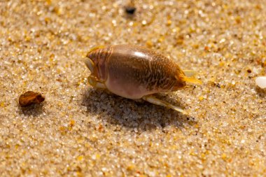 Kum yengeci, muhtemelen Emerita analogası, Hipoidea veya Hippa, kaba ve parlak kum üzerinde sürünür. Yakınlarda küçük, beyaz bir kabuk parçası var..