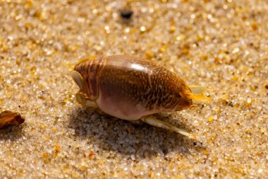 Kum yengeci, muhtemelen Emerita analogası, Hipoidea veya Hippa, kaba ve parlak kum üzerinde sürünür. Yakınlarda küçük, beyaz bir kabuk parçası var..