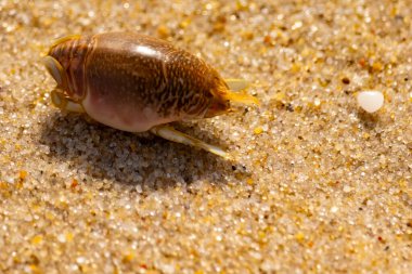 Kum yengeci, muhtemelen Emerita analogası, Hipoidea veya Hippa, kaba ve parlak kum üzerinde sürünür. Yakınlarda küçük, beyaz bir kabuk parçası var..