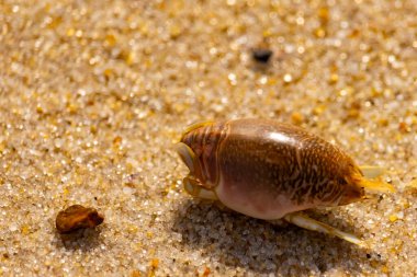 Kum yengeci, muhtemelen Emerita analogası, Hipoidea veya Hippa, kaba ve parlak kum üzerinde sürünür. Yakınlarda küçük, beyaz bir kabuk parçası var..