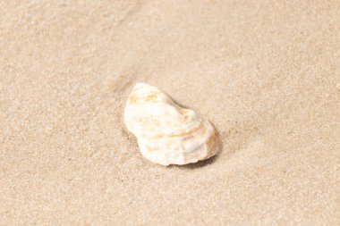 Kaba kuma gömülmüş sarı ve turuncu ipuçları içeren dokulu, yıpranmış bir deniz kabuğu. Sahili, doğanın sanatını ve kıyı sükunetini anımsatıyor..