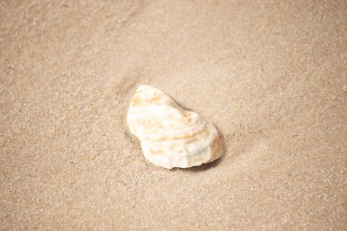 Kaba kuma gömülmüş sarı ve turuncu ipuçları içeren dokulu, yıpranmış bir deniz kabuğu. Sahili, doğanın sanatını ve kıyı sükunetini anımsatıyor..