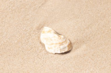 Kaba kuma gömülmüş sarı ve turuncu ipuçları içeren dokulu, yıpranmış bir deniz kabuğu. Sahili, doğanın sanatını ve kıyı sükunetini anımsatıyor..