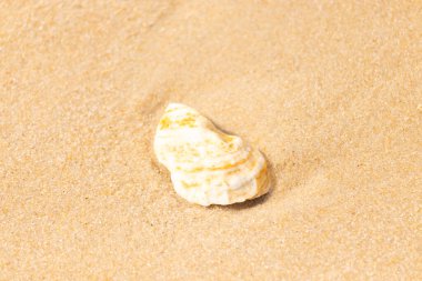 Kaba kuma gömülmüş sarı ve turuncu ipuçları içeren dokulu, yıpranmış bir deniz kabuğu. Sahili, doğanın sanatını ve kıyı sükunetini anımsatıyor..