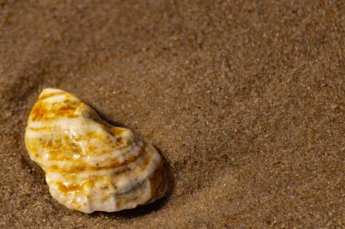 Kaba kuma gömülmüş sarı ve turuncu ipuçları içeren dokulu, yıpranmış bir deniz kabuğu. Sahili, doğanın sanatını ve kıyı sükunetini anımsatıyor..