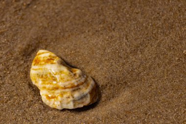 Kaba kuma gömülmüş sarı ve turuncu ipuçları içeren dokulu, yıpranmış bir deniz kabuğu. Sahili, doğanın sanatını ve kıyı sükunetini anımsatıyor..