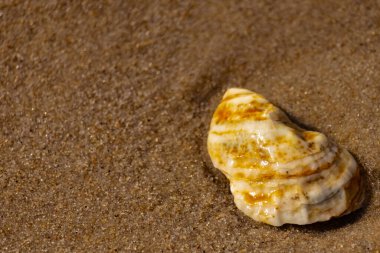 Kaba kuma gömülmüş sarı ve turuncu ipuçları içeren dokulu, yıpranmış bir deniz kabuğu. Sahili, doğanın sanatını ve kıyı sükunetini anımsatıyor..