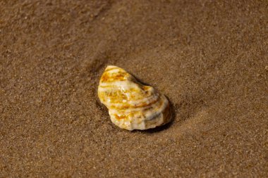 Kaba kuma gömülmüş sarı ve turuncu ipuçları içeren dokulu, yıpranmış bir deniz kabuğu. Sahili, doğanın sanatını ve kıyı sükunetini anımsatıyor..