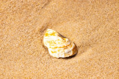 Kaba kuma gömülmüş sarı ve turuncu ipuçları içeren dokulu, yıpranmış bir deniz kabuğu. Sahili, doğanın sanatını ve kıyı sükunetini anımsatıyor..