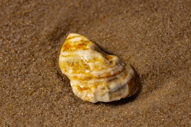Kaba kuma gömülmüş sarı ve turuncu ipuçları içeren dokulu, yıpranmış bir deniz kabuğu. Sahili, doğanın sanatını ve kıyı sükunetini anımsatıyor..