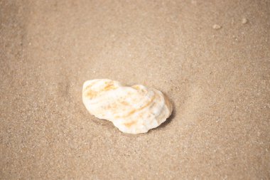 Kaba kuma gömülmüş sarı ve turuncu ipuçları içeren dokulu, yıpranmış bir deniz kabuğu. Sahili, doğanın sanatını ve kıyı sükunetini anımsatıyor..