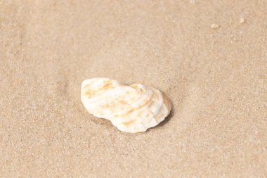 Kaba kuma gömülmüş sarı ve turuncu ipuçları içeren dokulu, yıpranmış bir deniz kabuğu. Sahili, doğanın sanatını ve kıyı sükunetini anımsatıyor..