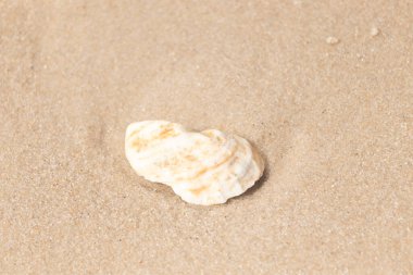 Kaba kuma gömülmüş sarı ve turuncu ipuçları içeren dokulu, yıpranmış bir deniz kabuğu. Sahili, doğanın sanatını ve kıyı sükunetini anımsatıyor..