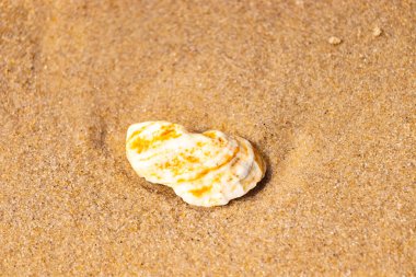 Kaba kuma gömülmüş sarı ve turuncu ipuçları içeren dokulu, yıpranmış bir deniz kabuğu. Sahili, doğanın sanatını ve kıyı sükunetini anımsatıyor..