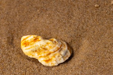 Kaba kuma gömülmüş sarı ve turuncu ipuçları içeren dokulu, yıpranmış bir deniz kabuğu. Sahili, doğanın sanatını ve kıyı sükunetini anımsatıyor..
