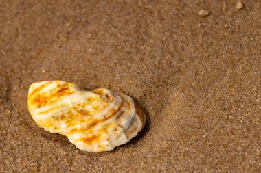 Kaba kuma gömülmüş sarı ve turuncu ipuçları içeren dokulu, yıpranmış bir deniz kabuğu. Sahili, doğanın sanatını ve kıyı sükunetini anımsatıyor..