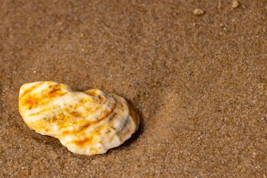 Kaba kuma gömülmüş sarı ve turuncu ipuçları içeren dokulu, yıpranmış bir deniz kabuğu. Sahili, doğanın sanatını ve kıyı sükunetini anımsatıyor..
