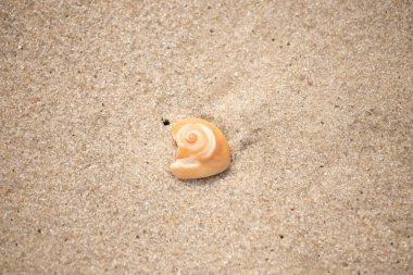 Büyüleyici bir turuncu ve beyaz salyangoz kabuğu. Büyüleyici bir spiral deseni var. Doğa, sahil ya da soyut kavramlar için mükemmel..
