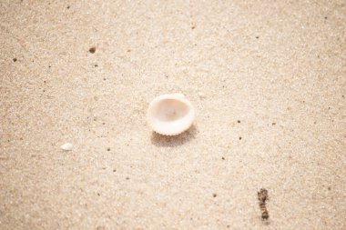 Küçük, parlak bir deniz salyangozu kabuğu, muhtemelen bir Trivia ya da Money Cowrie, kaba kahverengi kumlara dayanır. Güneş 'te parlayan taneler cam ya da kristal parçacıkları gibi..