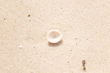 Küçük, parlak bir deniz salyangozu kabuğu, muhtemelen bir Trivia ya da Money Cowrie, kaba kahverengi kumlara dayanır. Güneş 'te parlayan taneler cam ya da kristal parçacıkları gibi..