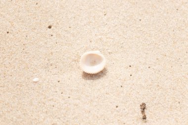 Küçük, parlak bir deniz salyangozu kabuğu, muhtemelen bir Trivia ya da Money Cowrie, kaba kahverengi kumlara dayanır. Güneş 'te parlayan taneler cam ya da kristal parçacıkları gibi..