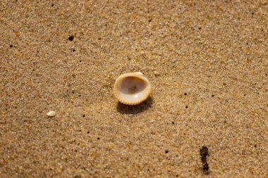 Küçük, parlak bir deniz salyangozu kabuğu, muhtemelen bir Trivia ya da Money Cowrie, kaba kahverengi kumlara dayanır. Güneş 'te parlayan taneler cam ya da kristal parçacıkları gibi..