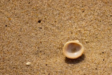 Küçük, parlak bir deniz salyangozu kabuğu, muhtemelen bir Trivia ya da Money Cowrie, kaba kahverengi kumlara dayanır. Güneş 'te parlayan taneler cam ya da kristal parçacıkları gibi..