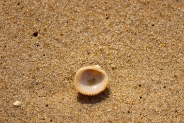 Küçük, parlak bir deniz salyangozu kabuğu, muhtemelen bir Trivia ya da Money Cowrie, kaba kahverengi kumlara dayanır. Güneş 'te parlayan taneler cam ya da kristal parçacıkları gibi..