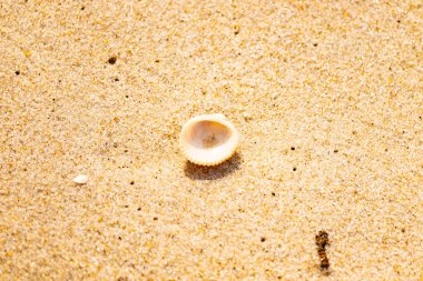 Küçük, parlak bir deniz salyangozu kabuğu, muhtemelen bir Trivia ya da Money Cowrie, kaba kahverengi kumlara dayanır. Güneş 'te parlayan taneler cam ya da kristal parçacıkları gibi..