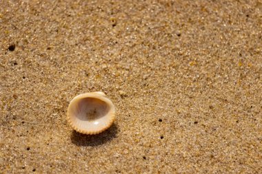 Küçük, parlak bir deniz salyangozu kabuğu, muhtemelen bir ıvır zıvır ya da Para Kuşu, kaba kahverengi kumların üzerinde duruyor. Güneş 'te cam ya da kristal gibi parlayan tanecikler..