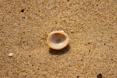 Küçük, parlak bir deniz salyangozu kabuğu, muhtemelen bir ıvır zıvır ya da Para Kuşu, kaba kahverengi kumların üzerinde duruyor. Güneş 'te cam ya da kristal gibi parlayan tanecikler..