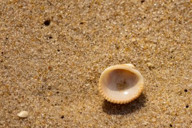 Küçük, parlak bir deniz salyangozu kabuğu, muhtemelen bir ıvır zıvır ya da Para Kuşu, kaba kahverengi kumların üzerinde duruyor. Güneş 'te cam ya da kristal gibi parlayan tanecikler..