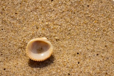 Küçük, parlak bir deniz salyangozu kabuğu, muhtemelen bir ıvır zıvır ya da Para Kuşu, kaba kahverengi kumların üzerinde duruyor. Güneş 'te cam ya da kristal gibi parlayan tanecikler..