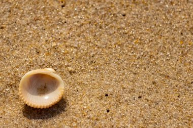 Küçük, parlak bir deniz salyangozu kabuğu, muhtemelen bir ıvır zıvır ya da Para Kuşu, kaba kahverengi kumların üzerinde duruyor. Güneş 'te cam ya da kristal gibi parlayan tanecikler..