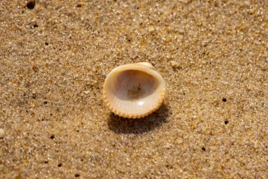 Küçük, parlak bir deniz salyangozu kabuğu, muhtemelen bir ıvır zıvır ya da Para Kuşu, kaba kahverengi kumların üzerinde duruyor. Güneş 'te cam ya da kristal gibi parlayan tanecikler..
