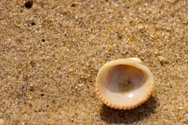 Küçük, parlak bir deniz salyangozu kabuğu, muhtemelen bir ıvır zıvır ya da Para Kuşu, kaba kahverengi kumların üzerinde duruyor. Güneş 'te cam ya da kristal gibi parlayan tanecikler..