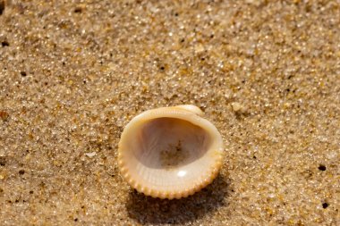 Küçük, parlak bir deniz salyangozu kabuğu, muhtemelen bir ıvır zıvır ya da Para Kuşu, kaba kahverengi kumların üzerinde duruyor. Güneş 'te cam ya da kristal gibi parlayan tanecikler..
