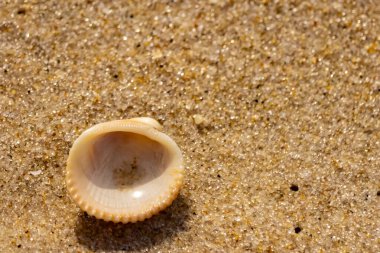 Küçük, parlak bir deniz salyangozu kabuğu, muhtemelen bir ıvır zıvır ya da Para Kuşu, kaba kahverengi kumların üzerinde duruyor. Güneş 'te cam ya da kristal gibi parlayan tanecikler..