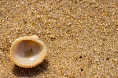 Küçük, parlak bir deniz salyangozu kabuğu, muhtemelen bir ıvır zıvır ya da Para Kuşu, kaba kahverengi kumların üzerinde duruyor. Güneş 'te cam ya da kristal gibi parlayan tanecikler..